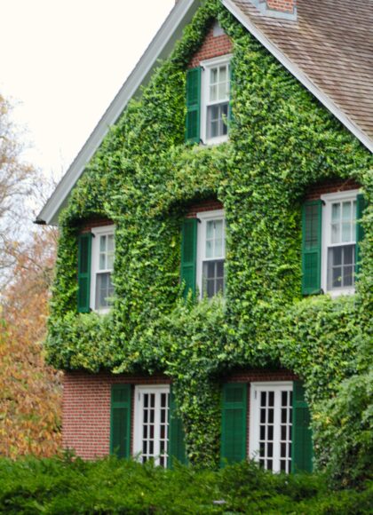 Fensterläden und grün_ pexels_cima-photo-&-film