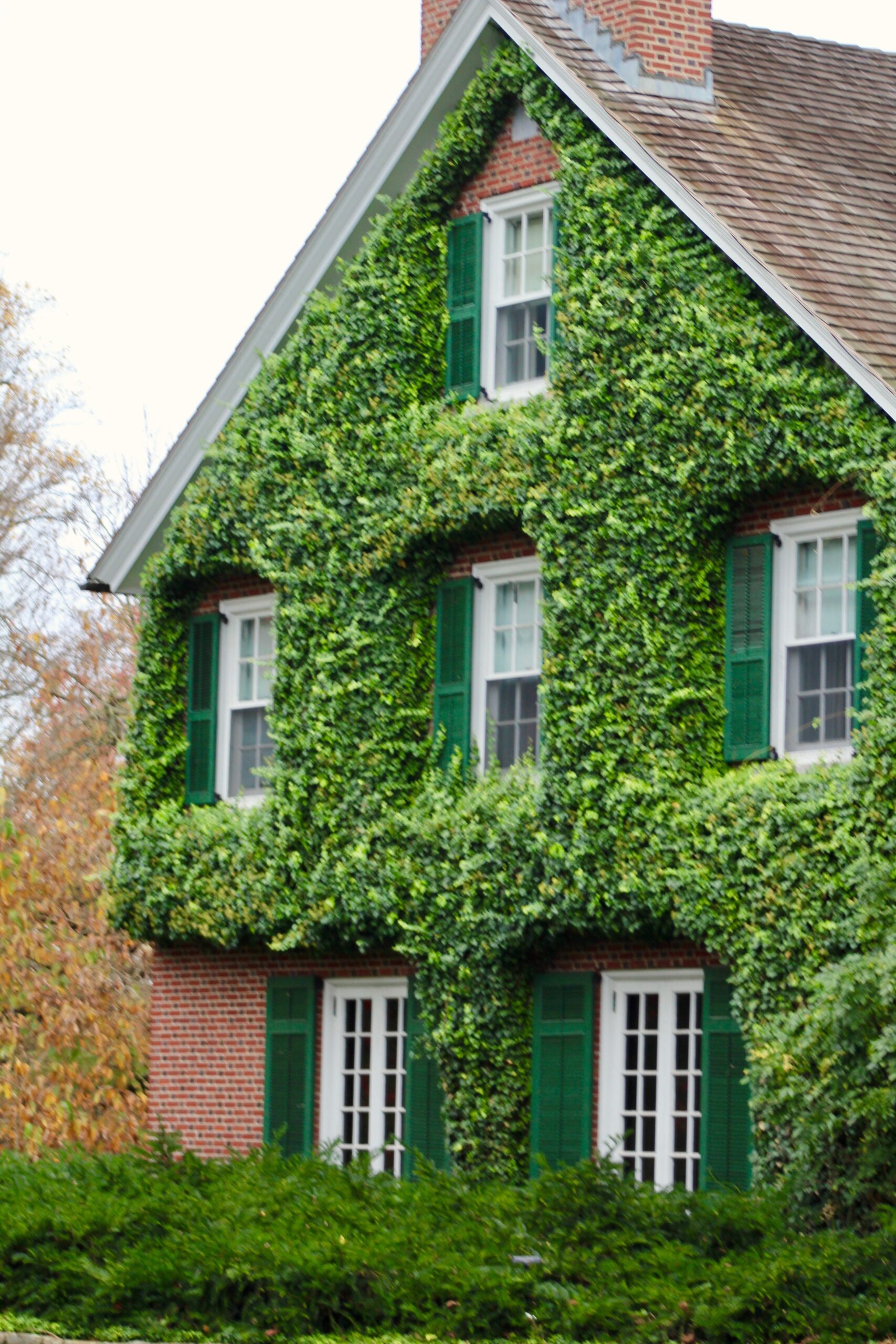 Fensterläden und grün_ pexels_cima-photo-&-film