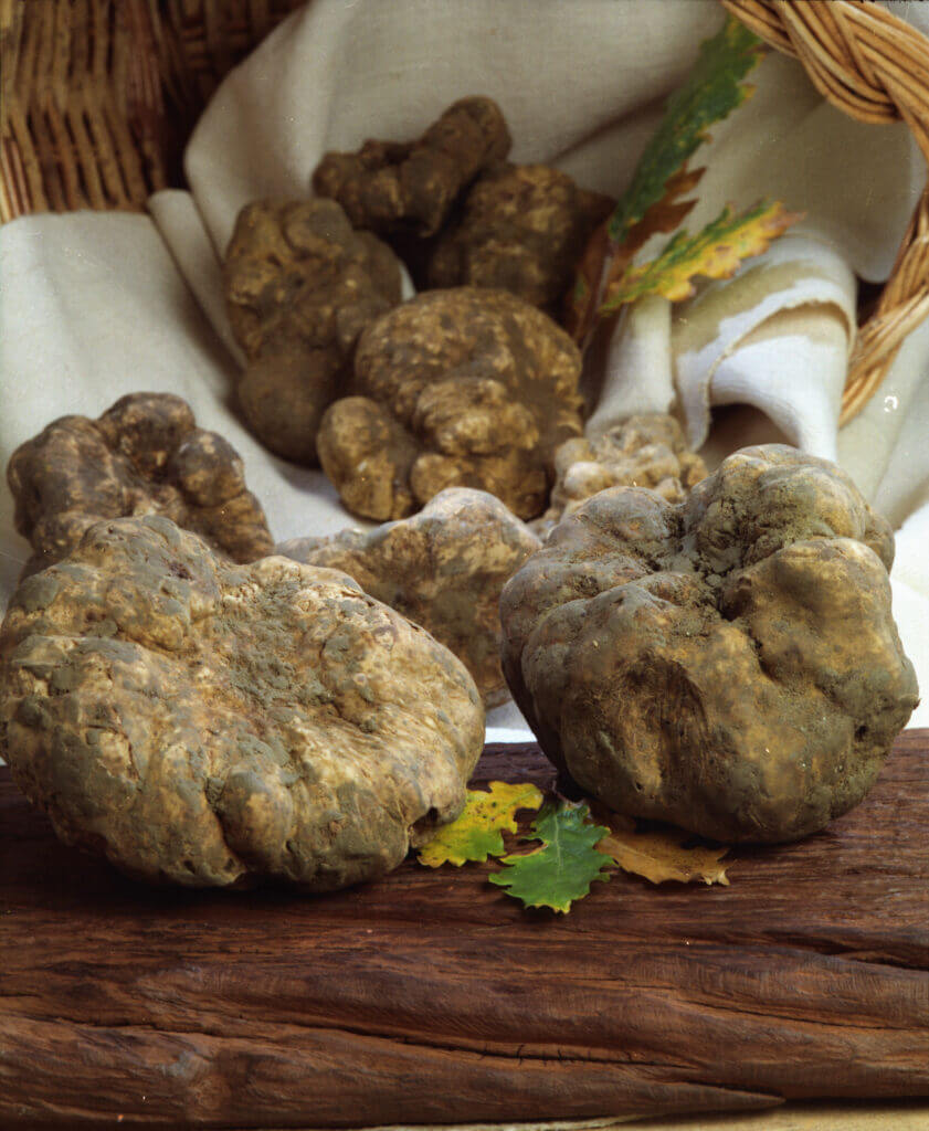 Truffe française : un marché très convoité