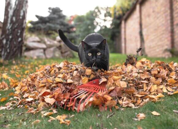 Katze vor Laubhaufen