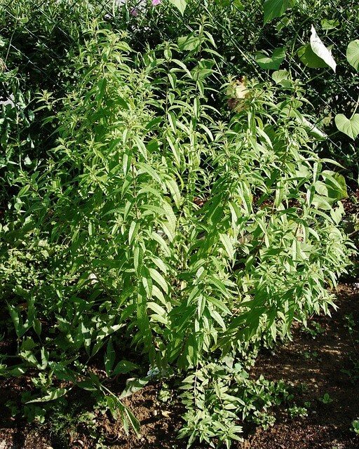 Lemon verbena