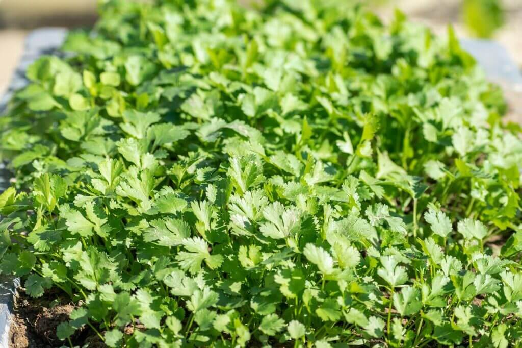 Coriander, Recipes, Summer herbs, Cooking, Recipes