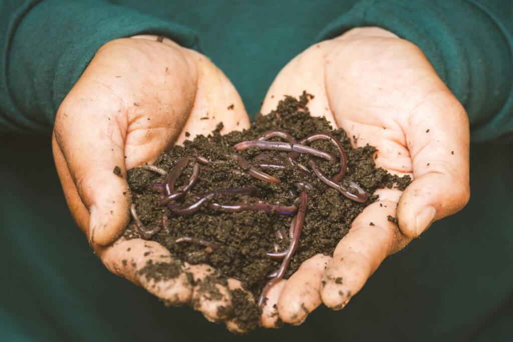 Humus du tas de compost avec des vers de terre