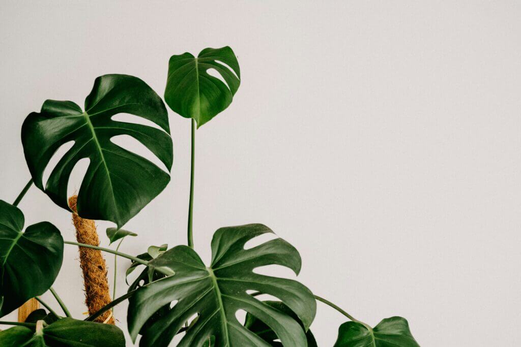 easy-care houseplants, houseplants, plants