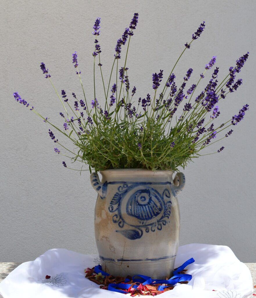 Ameisen, Mücken und Fruchtfliegen vertreiben mit Lavendel