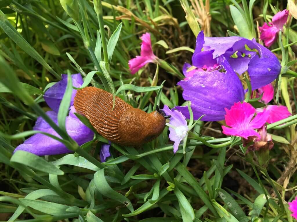 What helps against snails?
Pest control in the garden without chemicals 