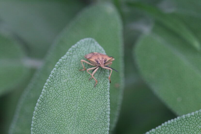 Schädlingsbekämpfung im Garten ohne Chemie