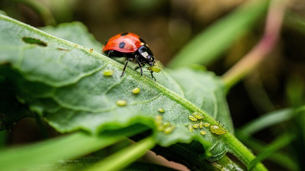 Marienkäfer gegen Blattläuse als Schädlingsbekämpfung im Garten