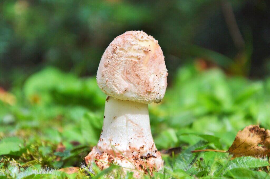 Champignons, saison des champignons, cueillette des champignons, champignons vénéneux, amanite bulbeuse