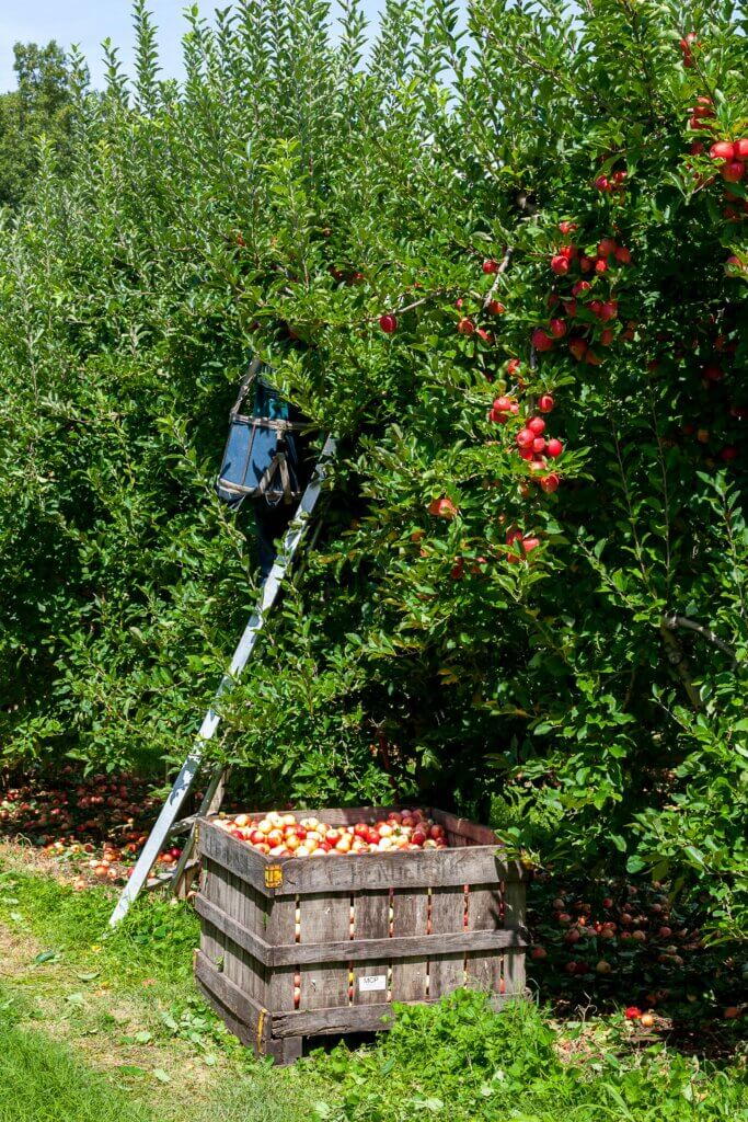 Garten, Gartenarbeit, Gartenpflege, Rasen, Outdoor, Natur