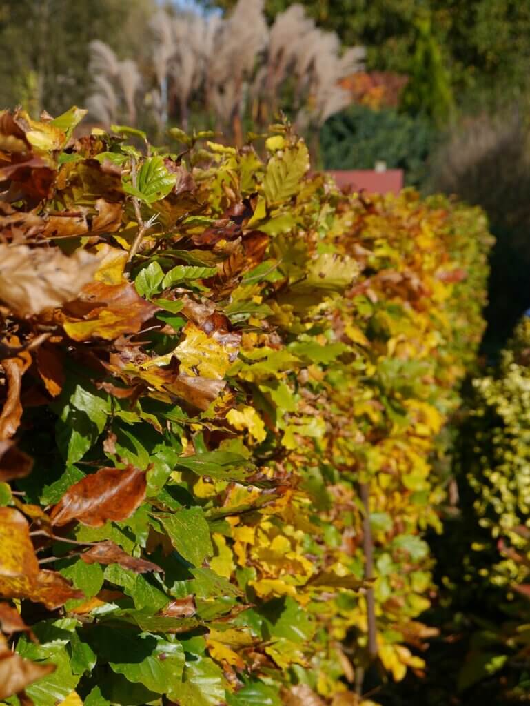 Garten, Schnitt, zuschneiden, Hecke