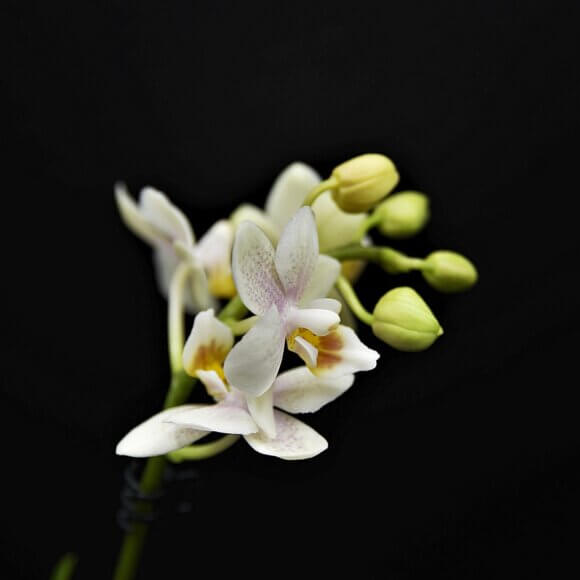 orchid-4848687_1280