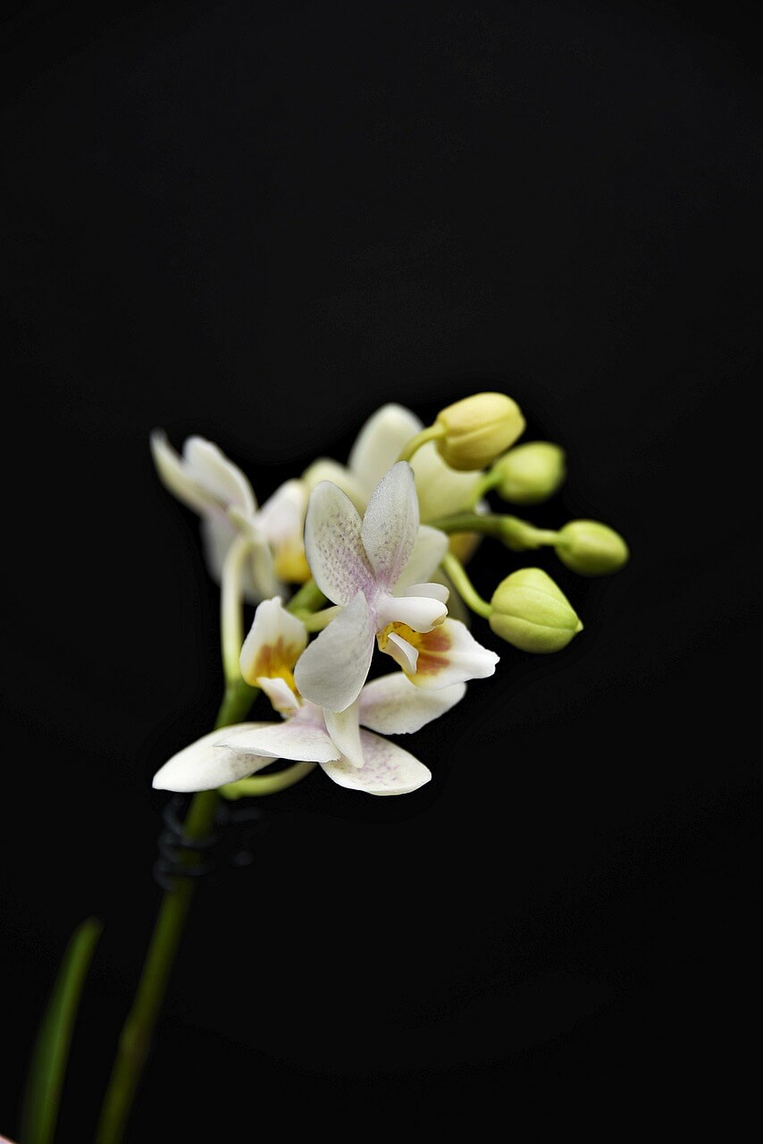 orchid-4848687_1280