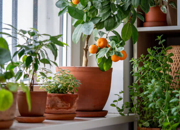 Tangerine tree with fruits in terracotta pot on windowsill at home. Calamondin citrus plant.