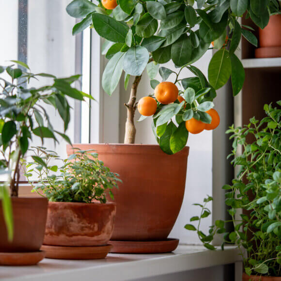 Tangerine tree with fruits in terracotta pot on windowsill at home. Calamondin citrus plant.