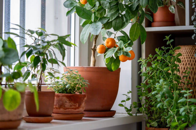 Tangerine tree with fruits in terracotta pot on windowsill at home. Calamondin citrus plant.