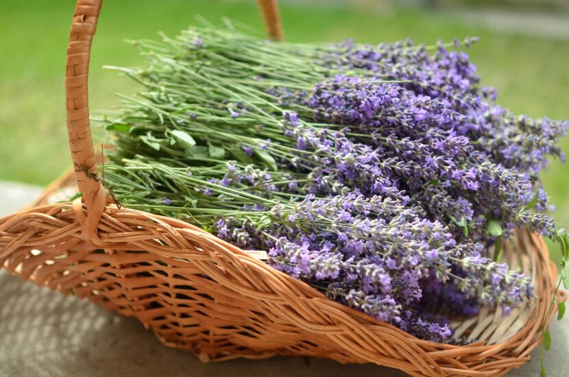 Lavendel im Korb_Bild von Tanya Kurt auf Pixabay
