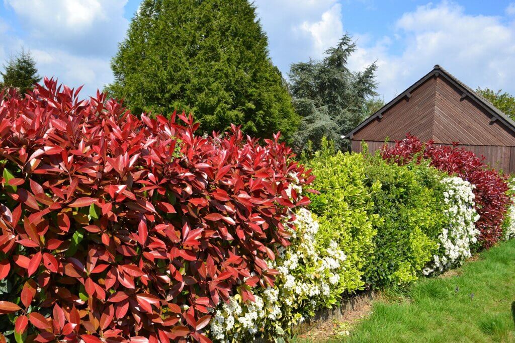 Hedge, hedge cutting, hedge plants
