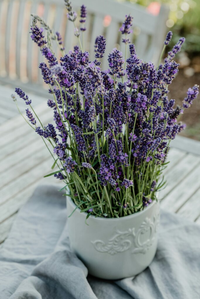 Lavendel pflegen