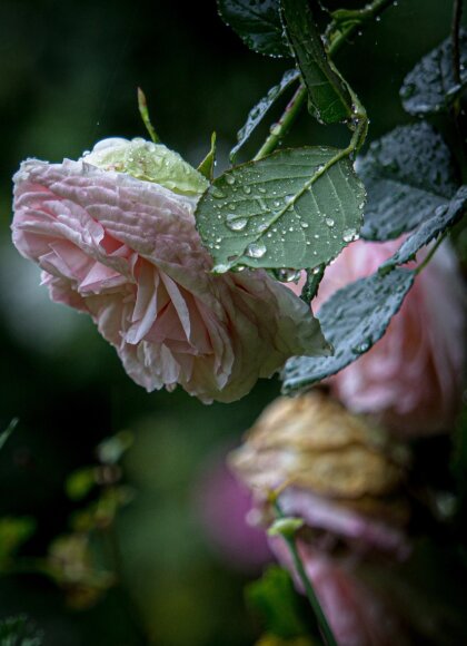 pink-5209130_1280