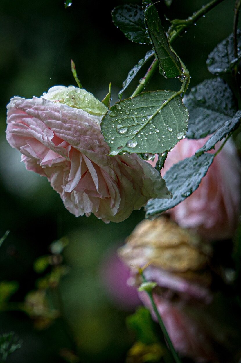 pink-5209130_1280