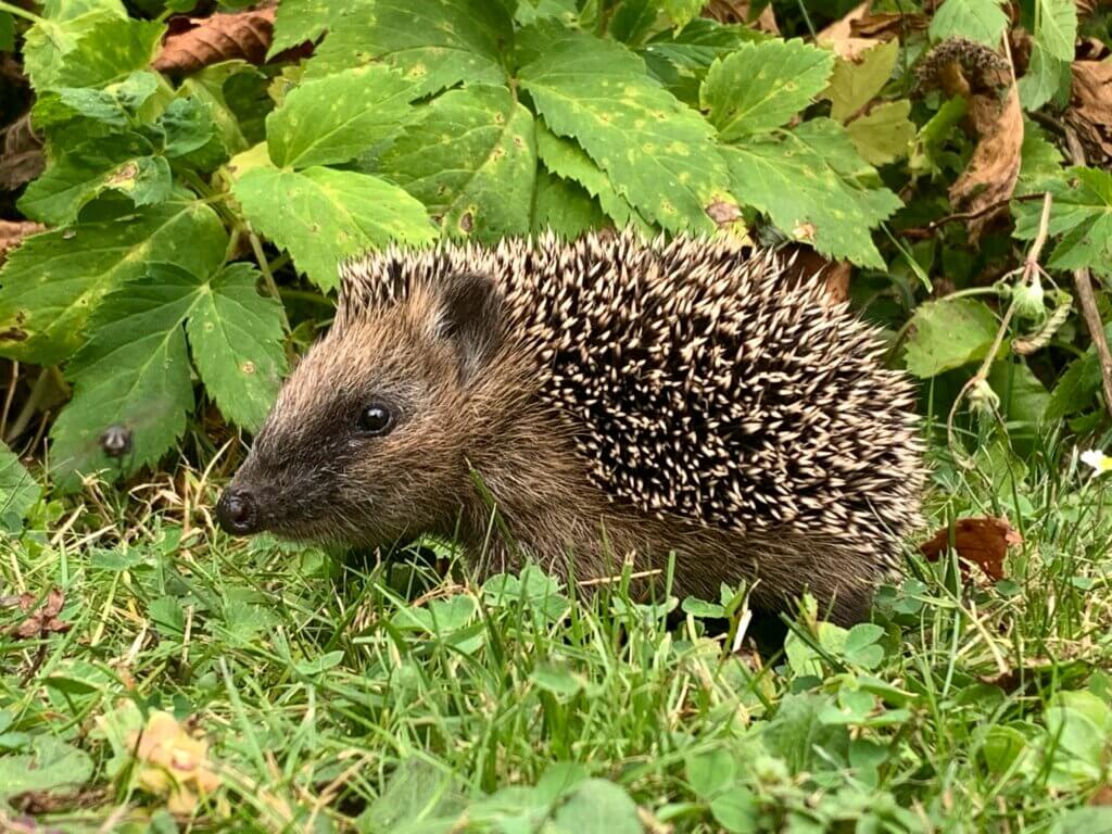 Nacktschnecken, Igel, Schnecken im Garten