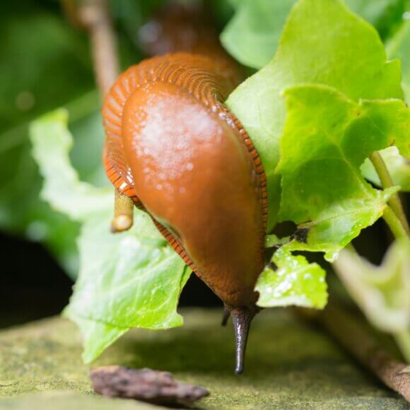 Nacktschnecke_Foto von Anton Atanasov auf Unsplash