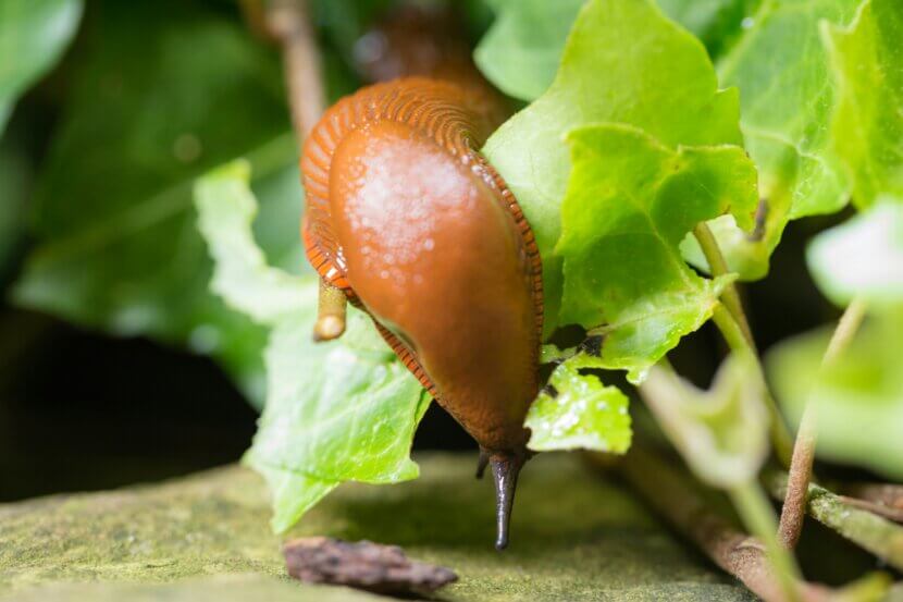 Nacktschnecke_Foto von Anton Atanasov auf Unsplash