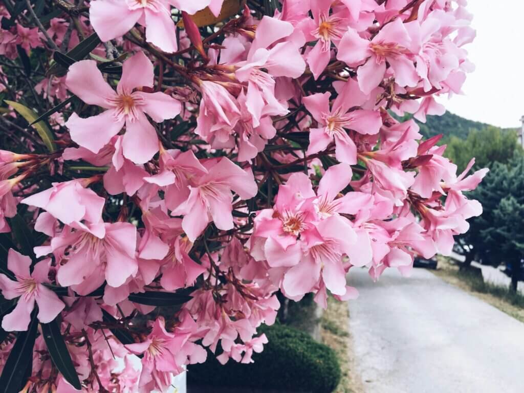 Oleander, Pflege, Schnitt, Standort