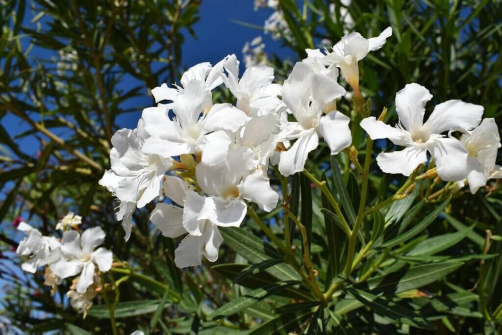 Oleander, Pflege, Schnitt, Standort