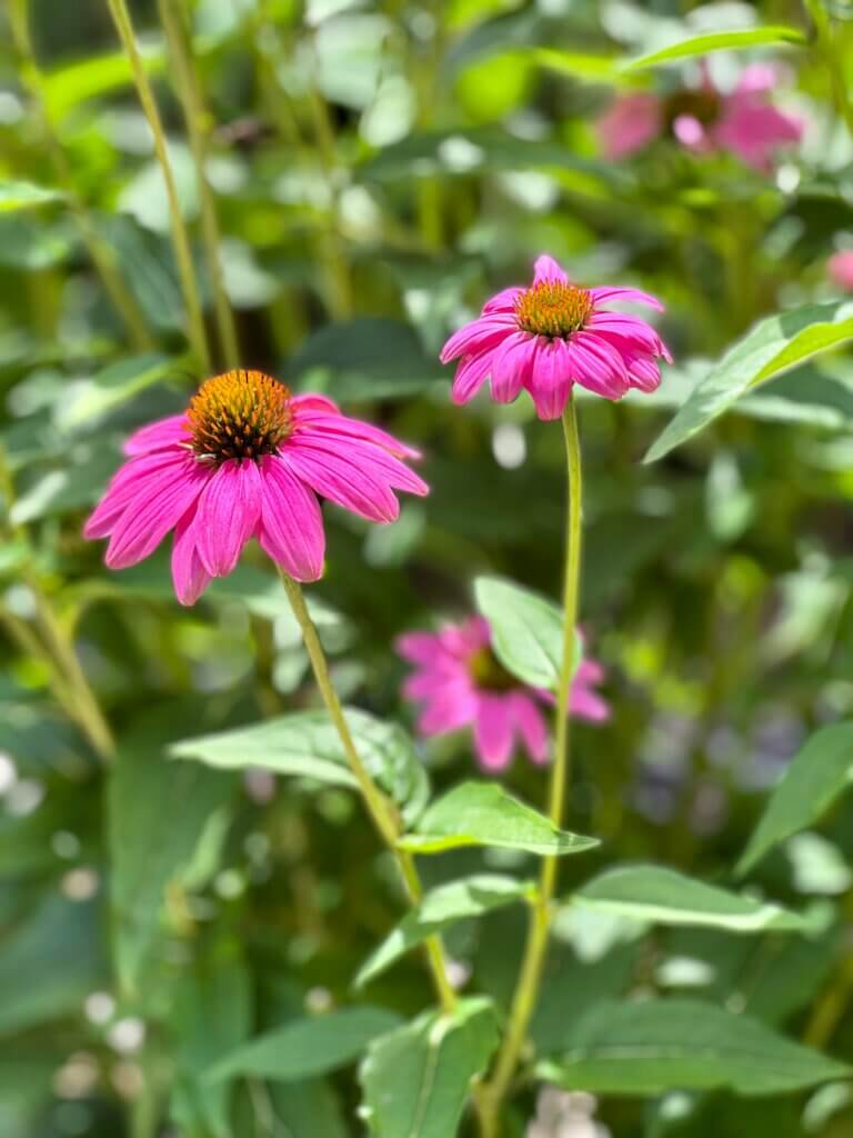 plantes résistantes à la sécheresse, été, changement climatique, résistance à la chaleur