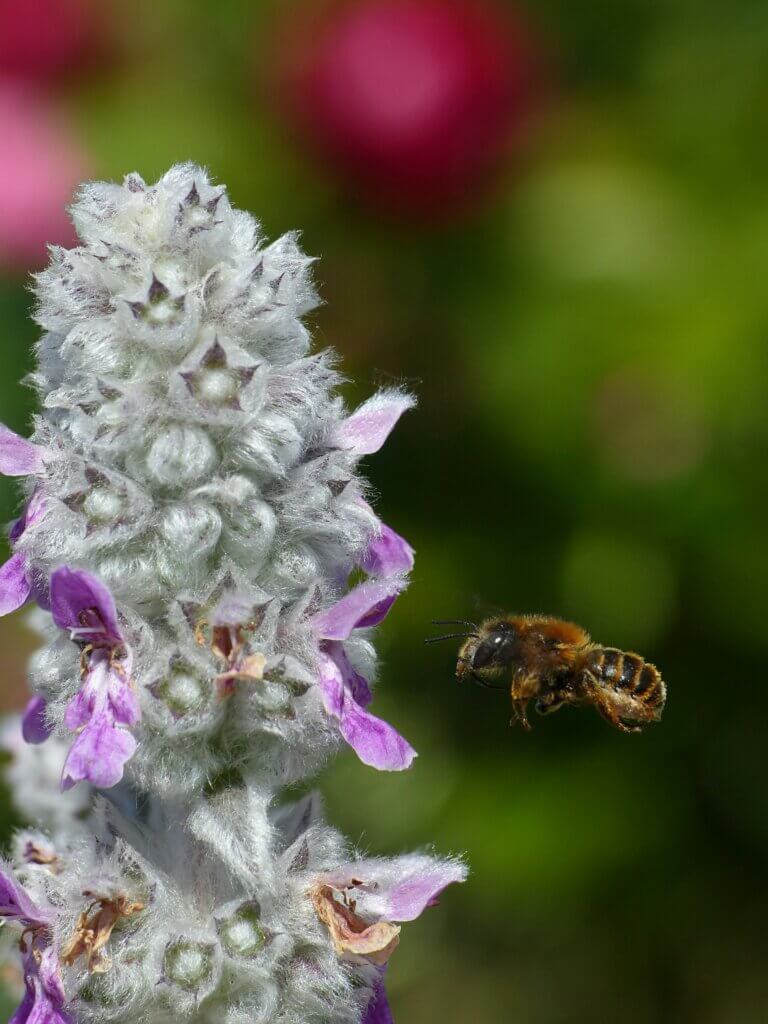 plantes résistantes à la sécheresse, été, changement climatique, résistance à la chaleur