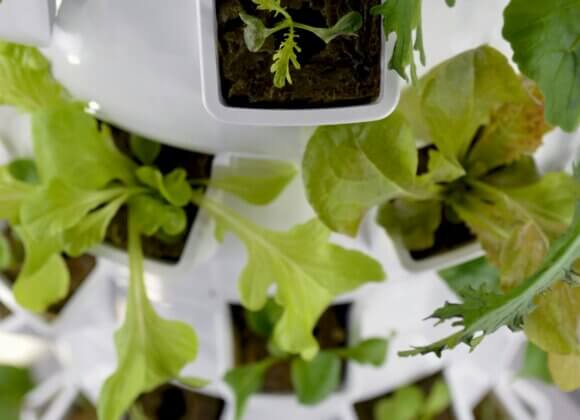 Le bonheur vert en hiver : le jardinage urbain en hiver nadine-primeau-b12cYesqqa8-unsplash