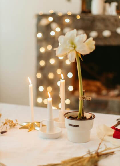 Amaryllis Topf_pexels-anastasia-shuraeva-6305607