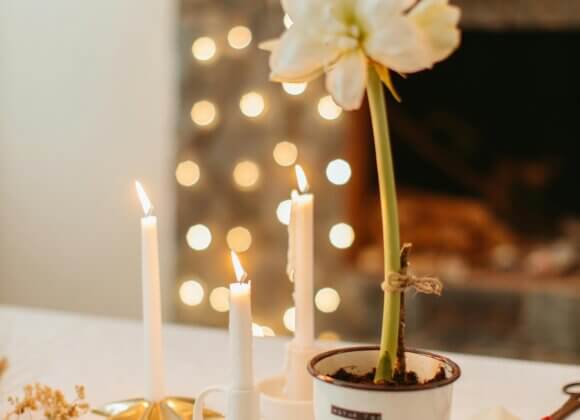 Amaryllis Topf_pexels-anastasia-shuraeva-6305607