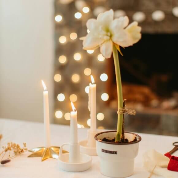 Amaryllis Topf_pexels-anastasia-shuraeva-6305607