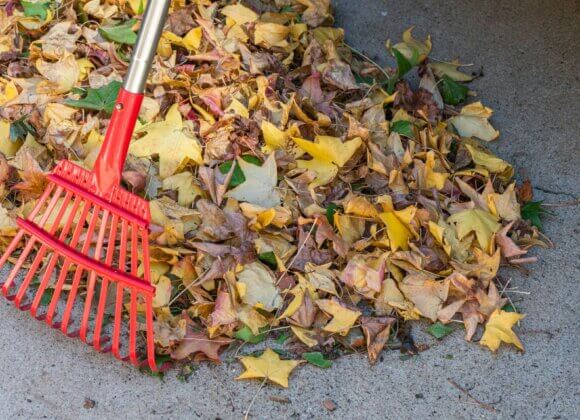 Laub rechen_Foto von Wendell Shinn auf Unsplash