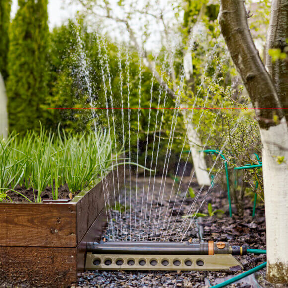 Les oignons verts poussent dans un bac de jardinage spécial. Lit d'oignon pendant l'arrosage, place pour le texte