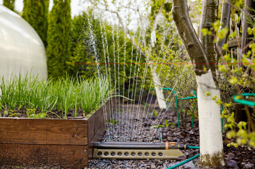 Green onions grow in a special garden box. Onion bed during watering, place for text