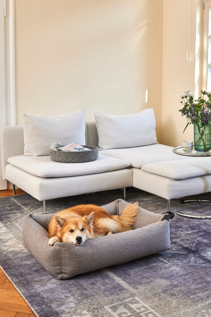 Aménager l'appartement pour les chiens, appartement adapté aux chiens