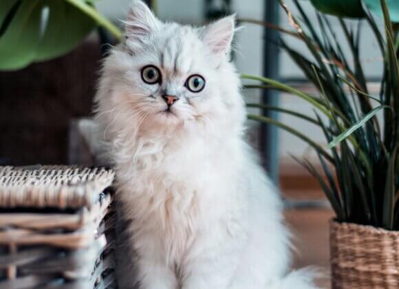 Giftige Zimmerpflanzen für Haustiere erkennen und vermeiden Aufmacherfoto_Foto von Rana Sawalha auf Unsplash