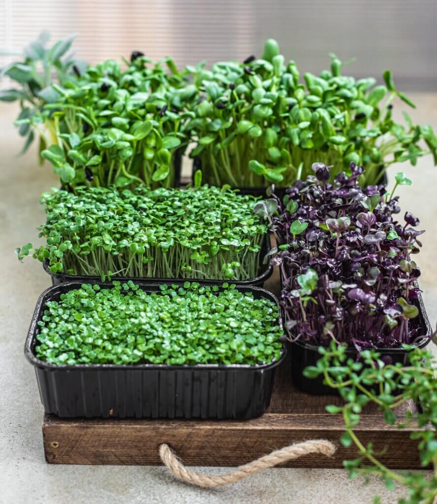 Fensterbank-Farming, Microgreens