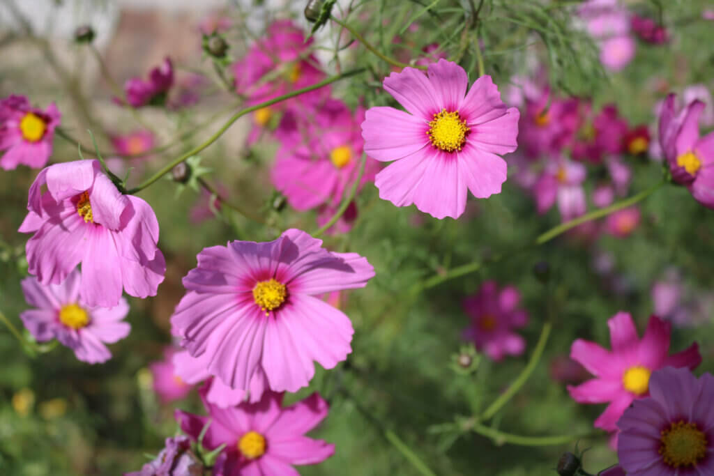 Посадка в апреле, Космея