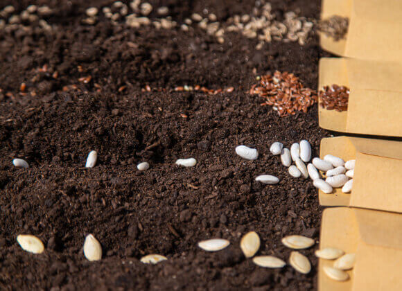 Посеять в саду разные семена. Избирательное внимание.