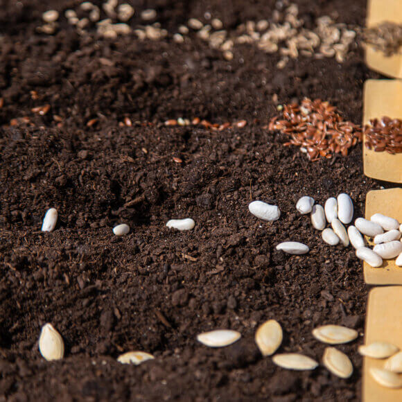 Sow different seeds in the garden. Selective focus.