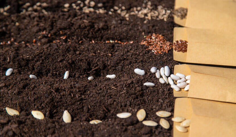 Вы можете посадить эти 12 растений в апреле Посеять в саду разные семена. Избирательное внимание.