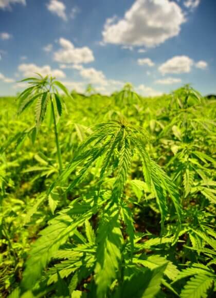 Aufmacherfoto Hanffeld_Credit_crispin-jones-unsplash(1)