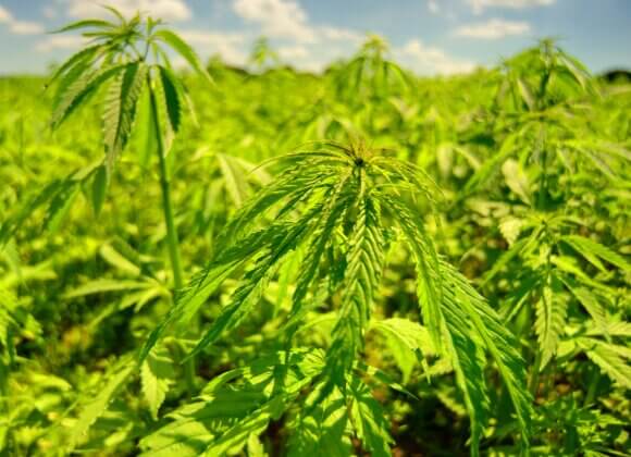 Photo de couverture Champ de chanvre_Crédit_crispin-jones-unsplash(1)