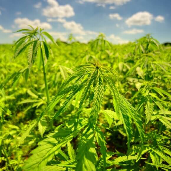 Lead photo Hemp field_credit_crispin-jones-unsplash(1)