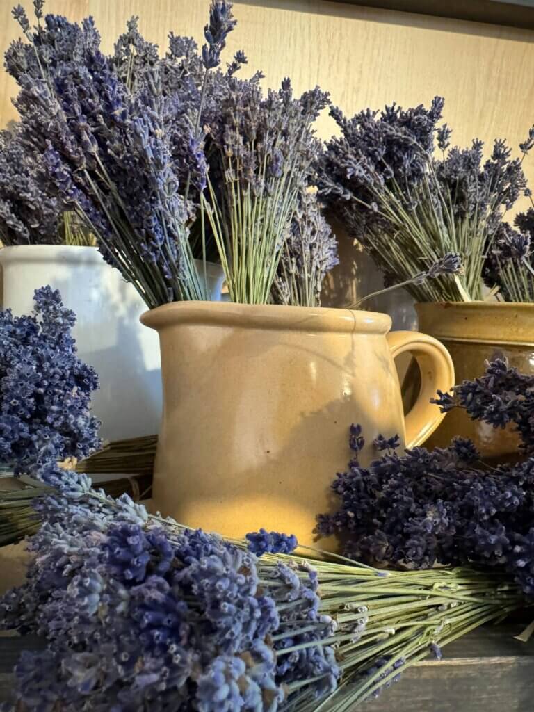 Heilpflanzen, Lavendel, Heilkräuter